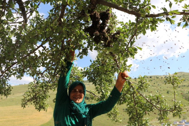 Kadın Arıcının Akıl Almaz Cesareti
