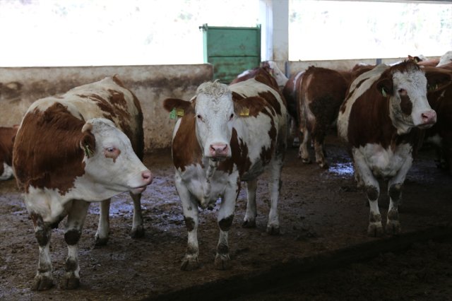 Devlet Desteğiyle Tesis Kurdu Günlük 5 Ton Süt Üretiyor