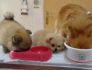 Erkek arkadaşı meskene bilinmeyen kamera yerleştirdi, köpeklere azap ettiği ortaya çıktı