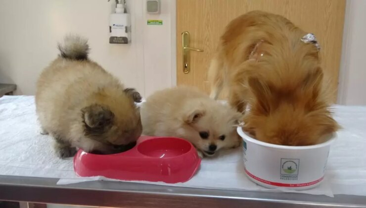 Erkek arkadaşı meskene bilinmeyen kamera yerleştirdi, köpeklere azap ettiği ortaya çıktı