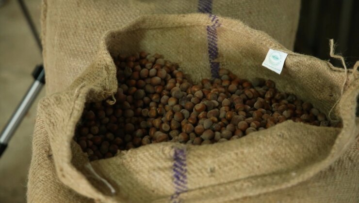 TMO, Ordu’da 2024 eseri fındık alımına başladı