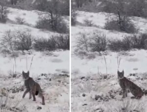 Kırmızı listedeki vaşak Erzincan’da kameralara yakalandı